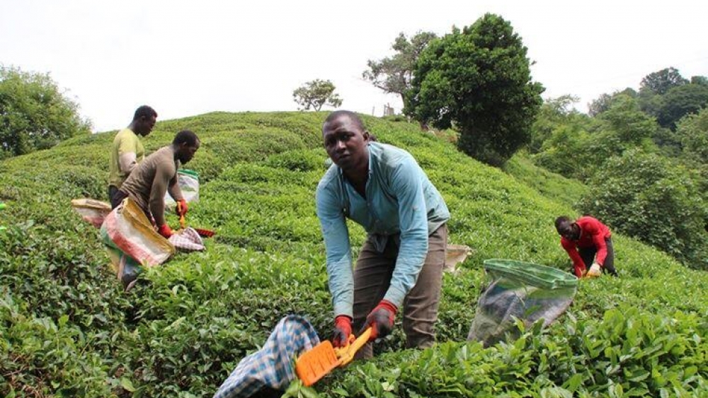 Afrikalı işçiler Rize'nin çay bahçelerinde çalışmaya başladı