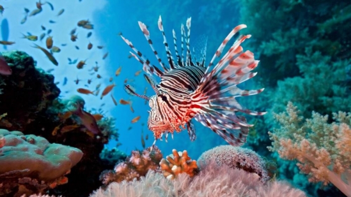 Çalışma, deniz ekosistemini korumak için istilacı türler yemeyi öneriyor