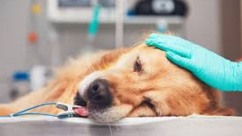 Ankara'da Pet Bakımının Yeni Adresi: Güvenilir Veteriner Rehberi