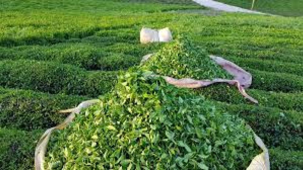 Fason Çay Üretiminin Sağladığı Kolaylıklar