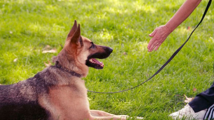 Köpek Oteli Ne İşe Yarıyor? Ne Tür Hizmetler Yer Alıyor?